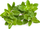 Kapsula bimore Click &amp; Grow Manxurana, set me 3 copë, për Smart Garden, e bardhë