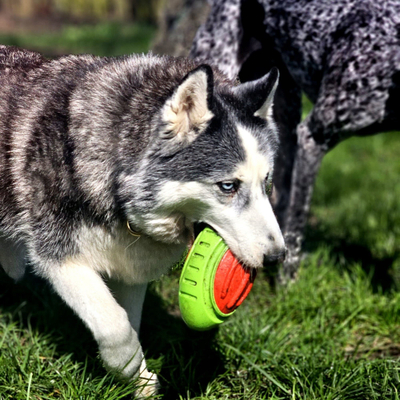 Lodër për qen Dingo Rugby, TPR, 17 cm, jeshile me të kuqe