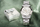 Orë dore Invicta Lady Angel 0461