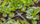 Bashkues katër-krahësh për gyp Gardena Micro Drip, 4.6mm, set 10 copë