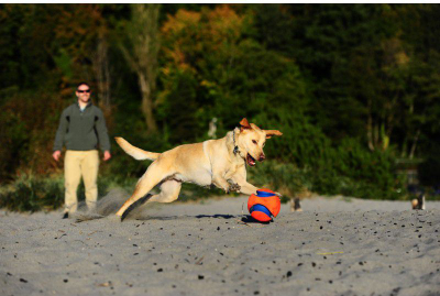 Lodër për qen Chuckit Kick Fetch, top i madh interaktiv, material i qëndrueshëm, portokalli