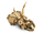 Lodra LEGO Jurassic World 76969 Dinosaur Skeletons Triceratops Skull, 468 pjesë, 9+ vjeç, shumëngjyrëshe