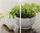 Dërrasë prerëse xhami HTI-Living Glass Cutting Board, set me 2 copë, 51x30 cm, me ngjyra