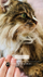 Varëse Rosato Dog Paw RZ121