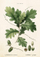 Kartë urimi Oak Leaf ST283, format B6, me zarf