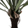 Bimë sintetike ASPLENIUM PROLONGATUM në vazo (HM7975)
