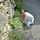 Stol kopshti Gardening Bench, i palosçëm, mban deri 100 kg, jeshil