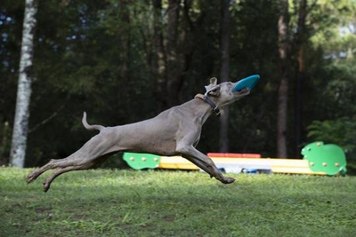 Диск за играње за кучиња Jetwag Dog Disc, 200mm, гума, повеќебоен