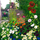 Kartolinë Susan Entwistle Garden Behind the Wall, me zarf, shumëngjyrëshe