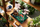 Set ndërtimi LEGO Icons Peaceful Garden 10315, model kopsht japonez, dekorativ, shumëngjyrësh