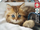 Puzzle Educa Kitten, 200 pjesë, shumëngjyrësh