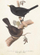 Kartolinë Skona Ting ST385 B6 me zarf, me dizajn Blackbird and Thrush