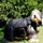 Палто за кучиња Grande Finale BLACK QUILTED RUG, големина 5 33cm, црна