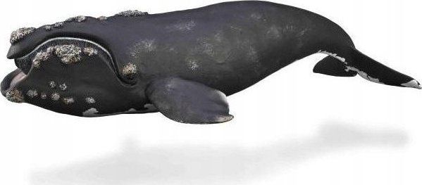 Figurë lodër CollectA Right Whale, figurë balenë realiste, plastike