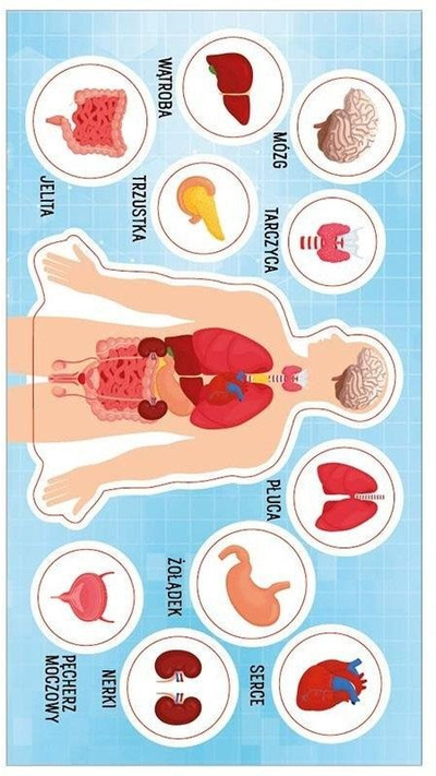 Ngjitëse edukative Ranok Creative Human Anatomy, set me 11 copë, anatomia e trupit të njeriut