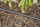 Set ujitës Gardena Micro Drip për gardhe dhe shkurre, 25 m, i zi