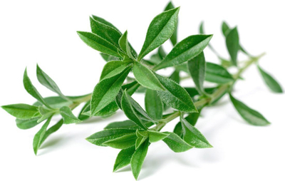 Билна капсула Click and Grow Mountain Savory, Smart Garden, пакување 3 парчиња, зелена