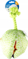 Lodër për qen Duvoplus Melon, pelush me litar, jeshile