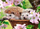 Puzzle Castorland, 120 elemente