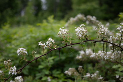 Objektiv Viltrox AF 90mm F2.2 EVO, Nikon Z, i zi