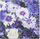 Peceta të thata Gomar Cornflowers, 33x33cm, 20 copë