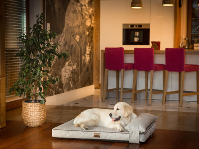 Dyshek për qen Hobbydog Move Mattress XL, 118x78 cm, me mbështetëse koke, cappuccino