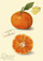 Честитка Madame Treacle Clementine B6, со плик, илустрација мандарина