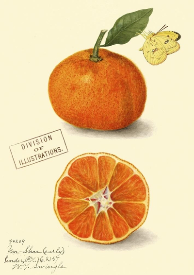 Честитка Madame Treacle Clementine B6, со плик, илустрација мандарина
