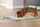 Tapet nuhatës për këlysh Beeztees Puppy Sniffing Mat Doeka, 50 x 45 cm, material tekstil, gri