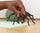 Figurinë Schleich Harry Potter Aragog Spider 13987, koleksionare, plastike, shumëngjyrëshe