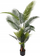 Bimë artificiale Home Styling Collection Palm Dua, 160cm, në vazo, jeshile