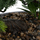Bonsai artificial Atmosphera Jiling, vazo qeramike, 26cm, blu