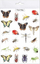 Tatuazhe të përkohshme Mama Paints Insects, që lahen, set për kalamaj, shumëngjyrëshe