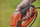 Kositës bari Black &amp; Decker 3 në 1, 550W, gjerësi prerje 30cm, portokalli me të zezë