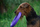 Lodër fitnesi për qen Collar Puller Micro, 13 cm, vjollcë
