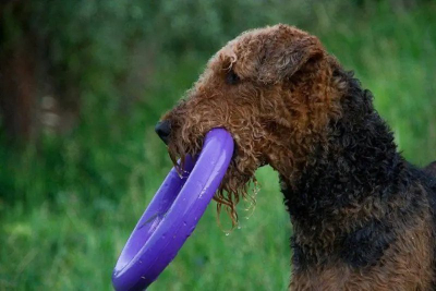 Lodër fitnesi për qen Collar Puller Micro, 13 cm, vjollcë