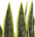 Bimë artificiale dekorative Snake Plant, 63 cm, me vazo, e gjelbër