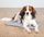 Tapet ftohës për qen Trixie Cooling Mat M, 40 x 50 cm, bardh e gri