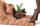 Set lojrash Schleich Wild Life Safari Ranger Adventure Station, figurina dhe aksesore, krokodil dhe panter e zez