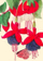 Kartë urimi Madame Treacle B6, me zarf, fuchsia