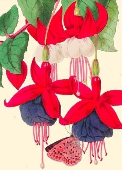 Kartë urimi Madame Treacle B6, me zarf, fuchsia