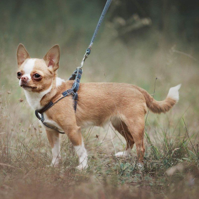 Leash për qen Ami Denim 6 në 1, 100-200cm, 10mm, blu navy