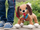 Lodër qenush interaktive Epee Boogie Naughty Dog, me susta, me litar, kafe
