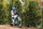 Motor elektrik për fëmijë Razor SX350, 24V, 22 km/h, jeshil