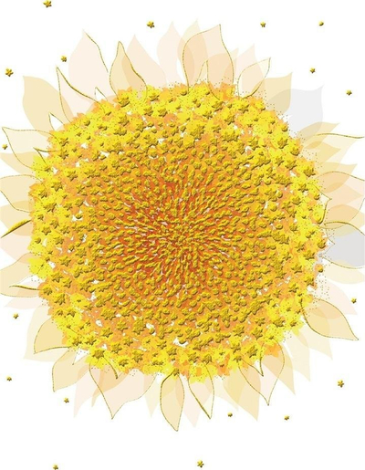 Kartolinë urimi Turnowsky B6 Sunflower, me zarf, pa tekst