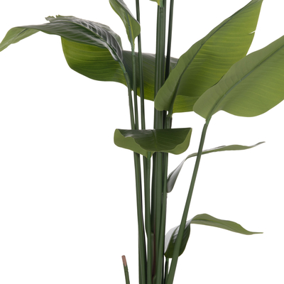 Bimë dekorative sintetike HM4739 Strelitzia, 172cm, me vazo 18cm, në vazo të zezë