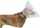 Jakë mbrojtëse Trixie Protective Collar, 20 cm, transparente