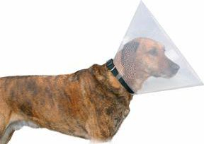 Jakë mbrojtëse Trixie Protective Collar, 20 cm, transparente