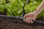 Pjesë lidhëse Gardena Micro Drip T-Joint, 13mm 1/2", e zezë