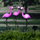 Set llamba kopshti me diell HI flamingo, LED, 3 copë, rozë